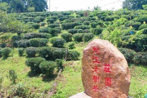 门前栽老茶树吗风水好吗