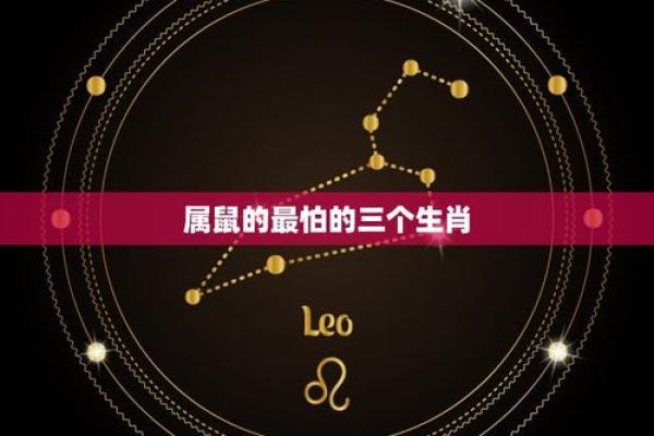 属鼠的和属龙的差几岁_生肖鼠与生肖龙年龄差距解析