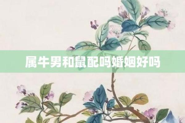 属牛和属鼠的谁聪明些呢（比较属牛与属鼠的智慧差异）