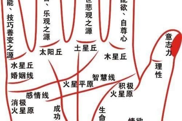 女性左手揭示良缘伴侣：左手手相中的爱情密码解读