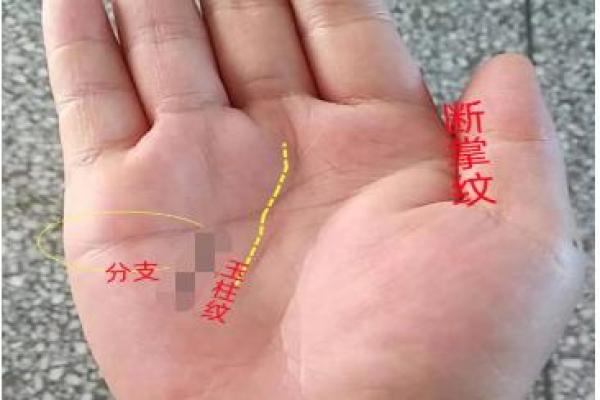 男性断掌纹解析：性格特质与命运影响探究