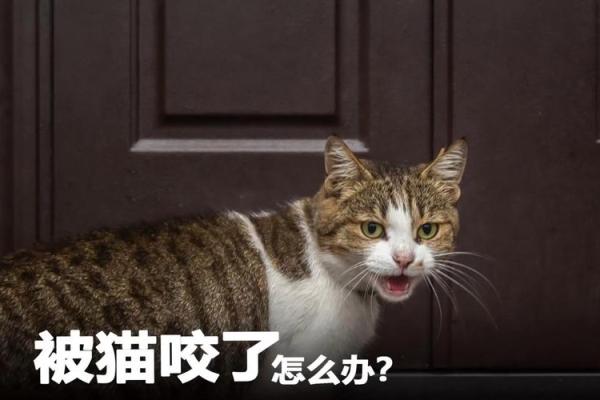 猫咬我